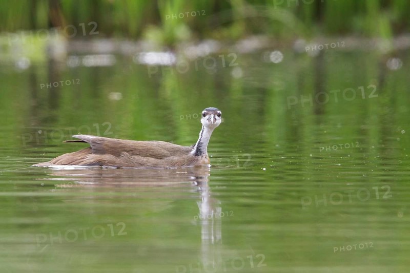 Sungrebe (Heliornis fulica) in a lake in Manu National Park, Peru