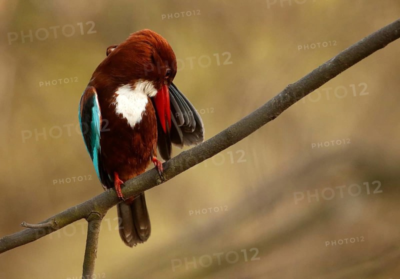 White-throated Kingfisher (Halcyon smyrnensis) preening, Rajasthan, India
