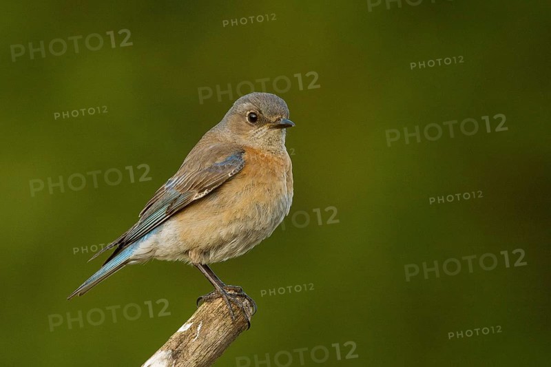 Female Western Bluebird (Sialia mexicanus)