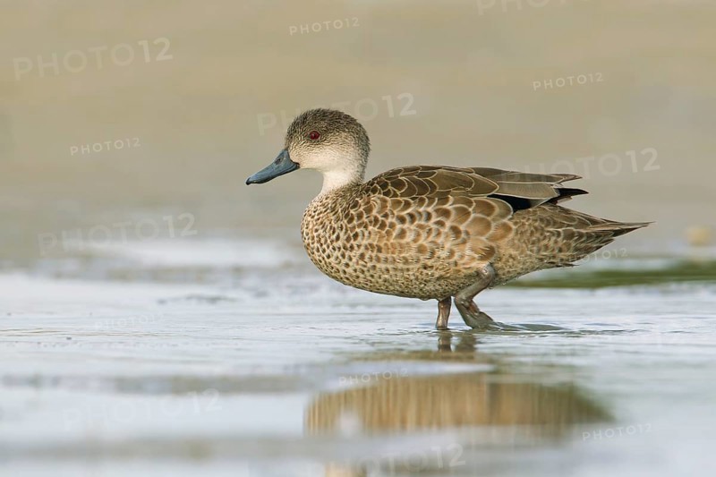 Grey Teal (Anas gracilis), Victoria, Australia