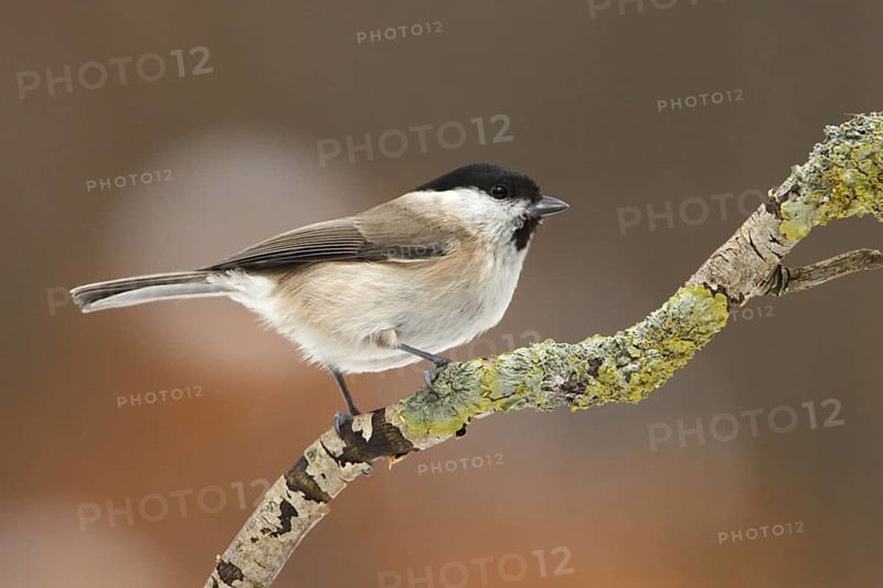 Marsh Tit (Poecile palustris), Utrecht, Netherlands