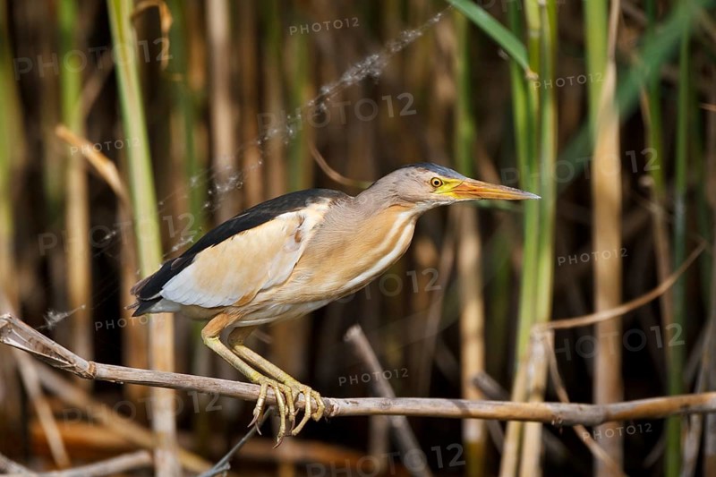 Little Bittern (Ixobrychus minutus) male, Greece