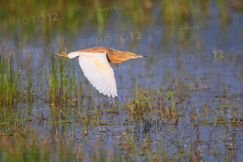 Squacco Heron (Ardeola ralloides) flying, Greece