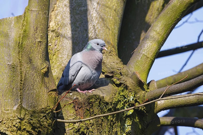 Stock Dove (Columba oenas), North Rhine-Westphalia, Germany