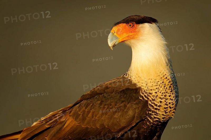 Caracara, sitting on sand beach, Corcovado NP, Costa Rica. Southern Caracara plancus, in morning light. Bird of prey eating turtle egga. Wildlife scene from nature, Central America. Sea beach
