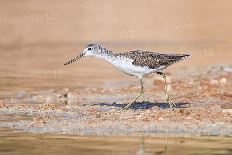 Common Greenshank (Tringa nebularia) foraging, Eilat, Israel