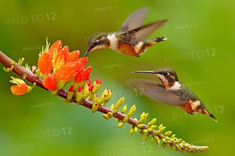 Birds sucking nectar from orange flower bloom. Flight of Purple-throated Woodstar, Calliphlox mitchellii, in the bloom flower, Colombia