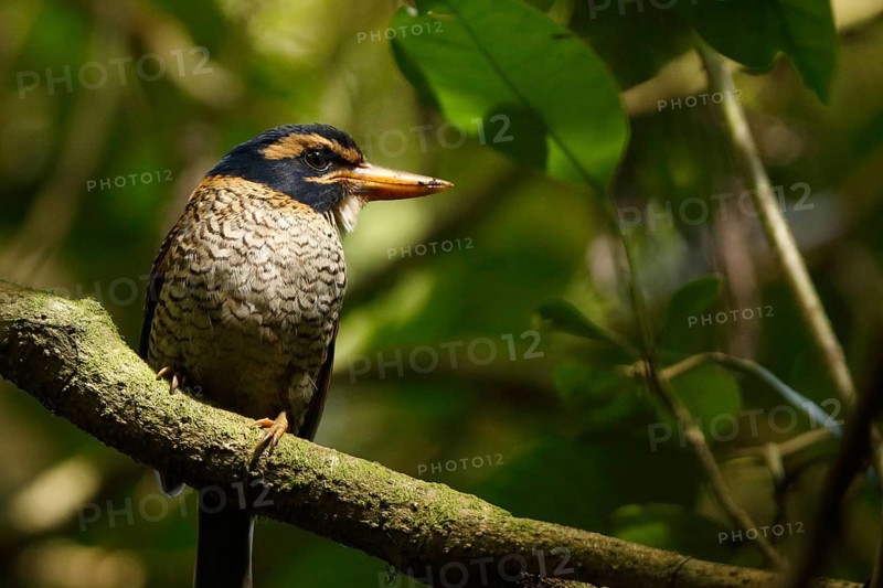 Scaly-breasted Kingfisher (Actenoides princeps) male perched on a branch, Sulawesi Utara, Indonesia
