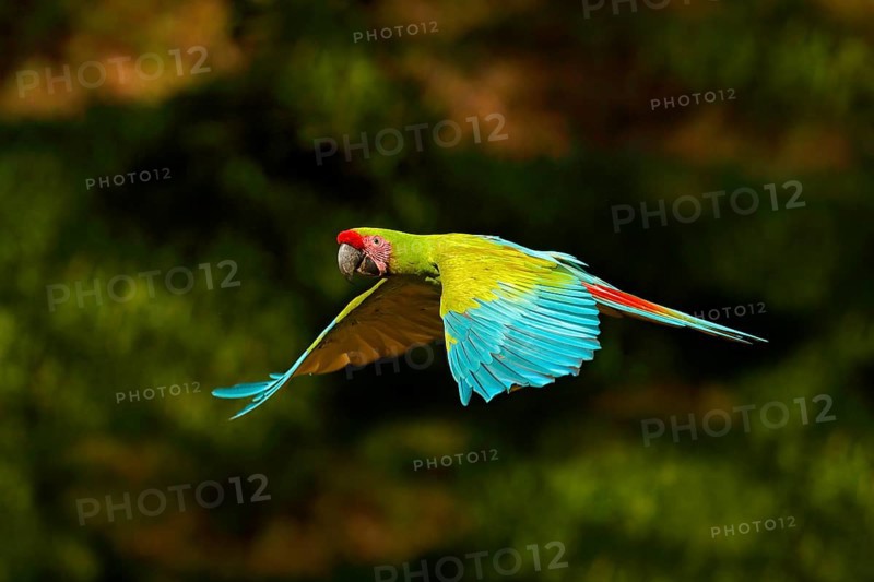 Red parrot in fly. Great Green Macaw, Ara ambigua, in tropical forest, Costa Rica, Wildlife scene from tropic nature. Blue and green bird in the forest. Parrot flight in the green jungle habitat