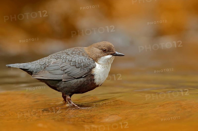 White-throated Dipper, Cinclus cinclus, brown bird with white throat in the river, waterfall in the background, animal behavior in the nature habitat, with food in the bill, nesting time, wildlife Germany