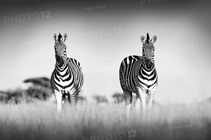 Zebra with clear sky. Black and white art photo. Burchell's zebra, Equus quagga burchellii, Nxai Pan National Park, Botswana, Africa. Wild animal on the meadow. Wildlife nature, African safari