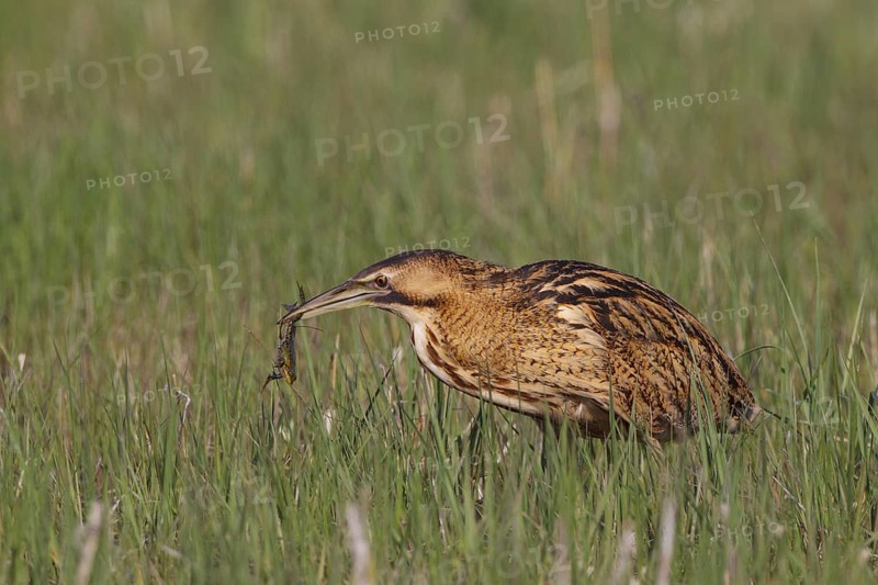Eurasian Bittern (Botaurus stellaris) feeding on a frog, Austria