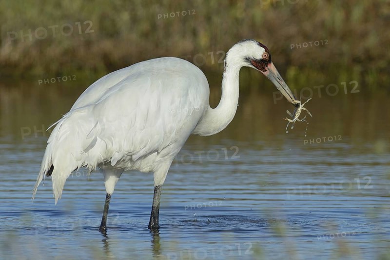 Whooping Crane (Grus americana), Texas, USA