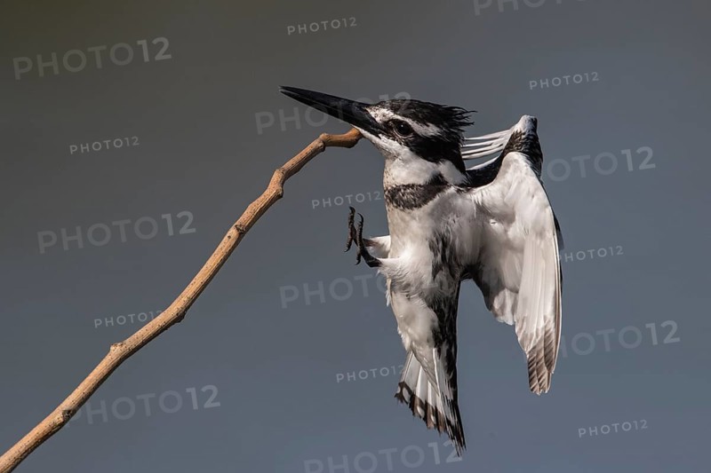 Pied Kingfisher (Ceryle rudis) female landing on a twig, Gambia
