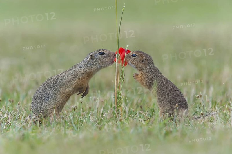 European Ground Squirrel (Spermophilus citellus) two smelling on read poppy (Papaver rhoeas), Austria