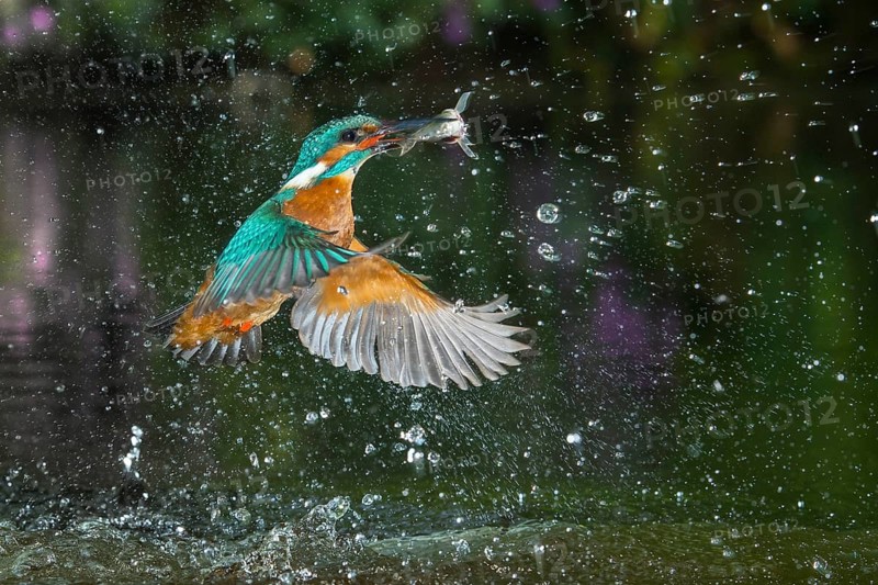 Common Kingfisher (Alcedo atthis) male fishing, Lower Saxony, Germany