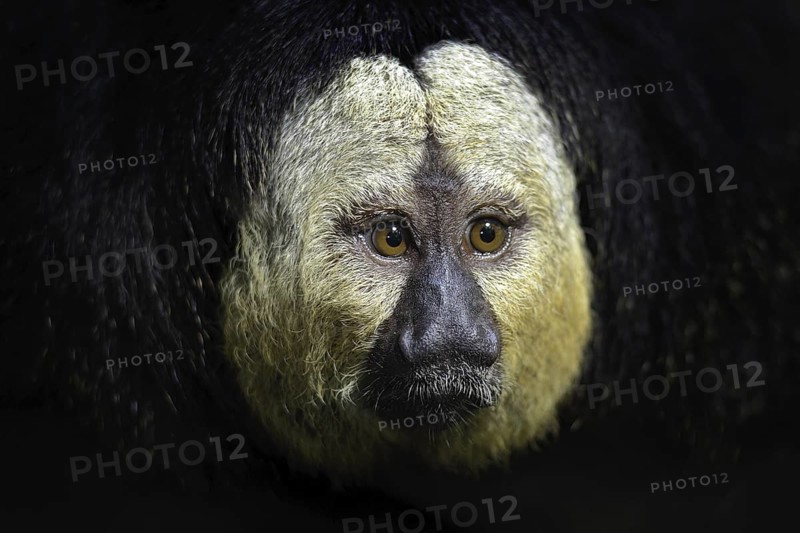 White-faced Saki, Pithecia pithecia, detail portrait of dark black monkey with white face, animal in the nature habitat, wildlife, Brazil