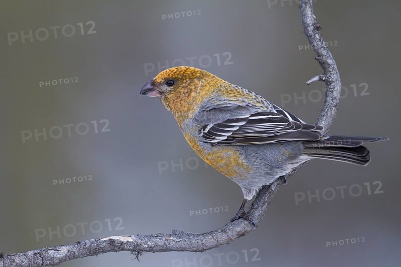 Pine Grosbeak - Hakengimpel - Pinicola enucleator, Finland
