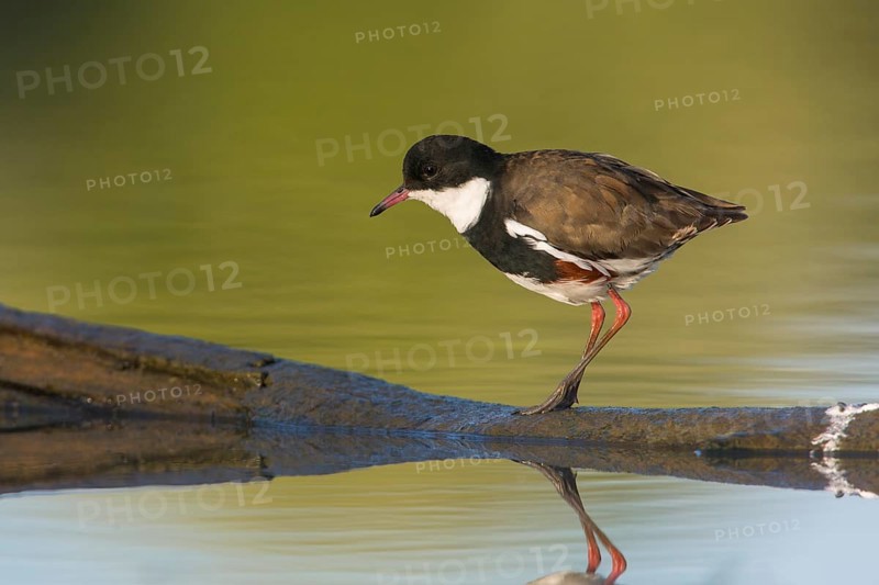 Red-kneed Dotterel (Erythrogonys cinctus) foraging, Victoria, Australia
