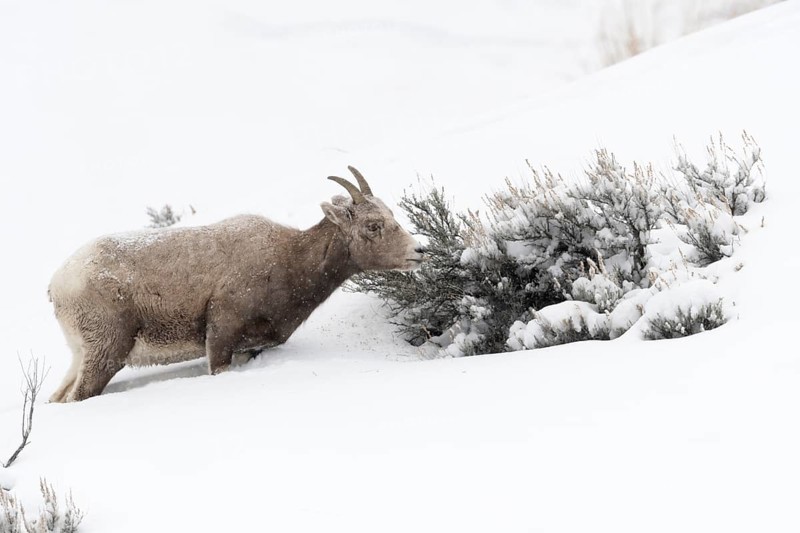 Bighorn Sheep (Ovis canadensis) female feeding in snowy countryside, Yellowstone National Park, Wyoming, USA