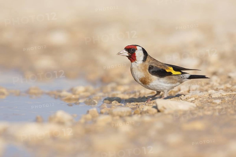 European Goldfinch - Stieglitz - Carduelis carduelis ssp. balcanica, Croatia, adult male