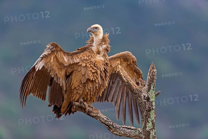 Gänsegeier, Eurasian Griffon Vulture, Griffon Vulture, Eurasian Griffon, Gyps fulvus, Vautour fauve, Buitre Leonado