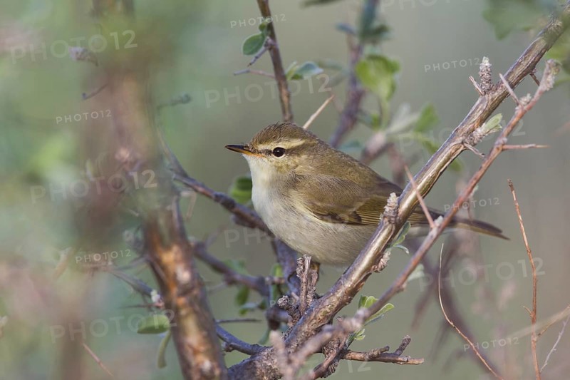 (Western) Greenish Warbler - Grünlaubsänger - Phylloscopus trochiloides ssp. viridianus, Kazakhstan