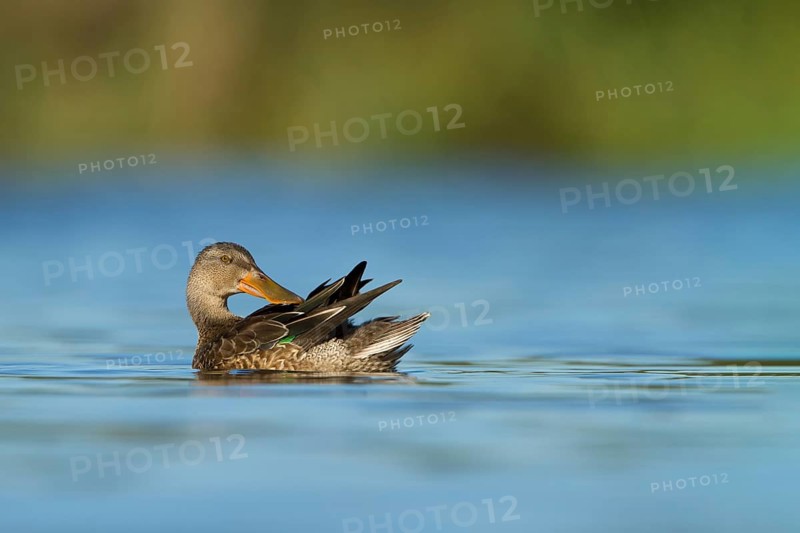 Slobeend, Northern Shoveler, Anas clypeata