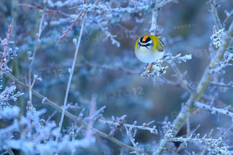 Common Firecrest (Regulus ignicapilla) male perched on a branch, Andalusia, Spain