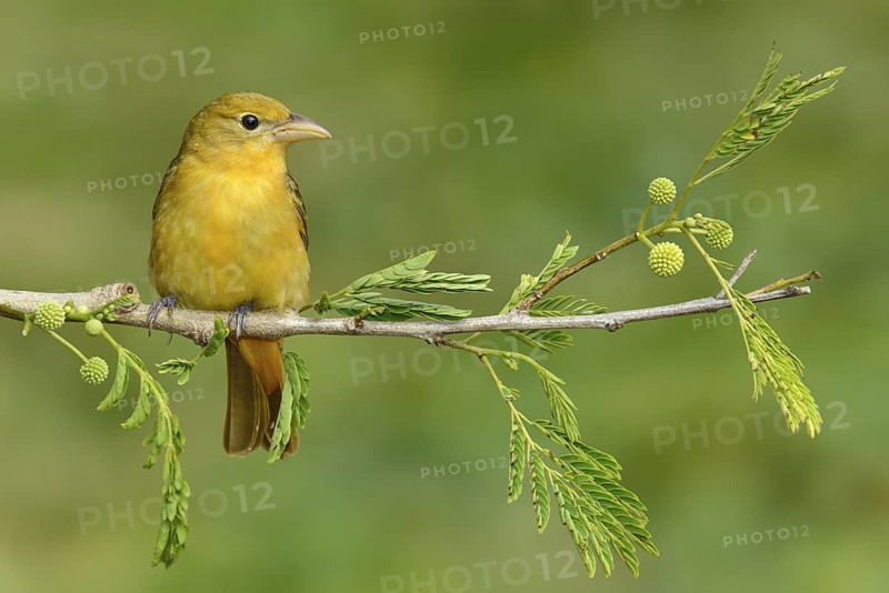 Summer Tanager (Piranga rubra) female, Texas, USA