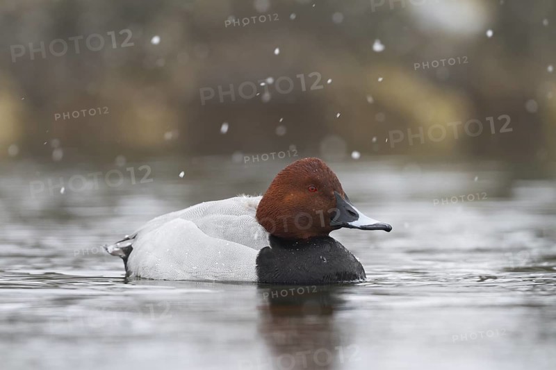 Common Pochard (Aythya ferina) male, Bavaria, Germany