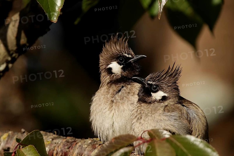 Himalayan Bulbul (Pycnonotus leucogenys), Uttarakhand, India