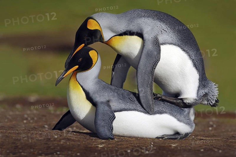 Mating king penguins with green background, Falkland Islands