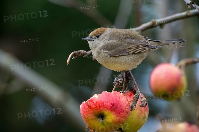Eurasian Blackcap (Sylvia atricapilla) female, Sylviidae, Schleswig-Holstein, Germany
