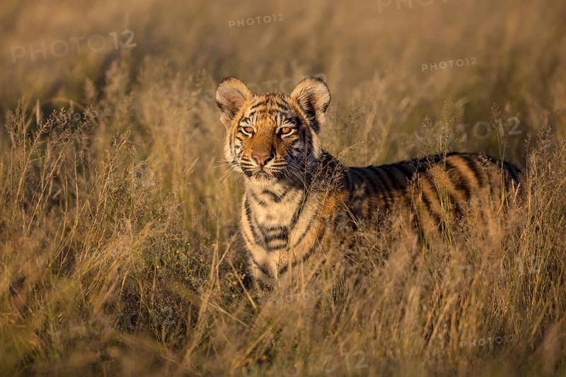 Bengal Tiger (Panthera tigris) cub standing in grassland, captive, Philippolis, South Africa