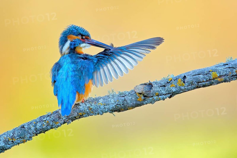 Common Kingfisher (Alcedo atthis) male preening on a branch, Andalusia, Spain