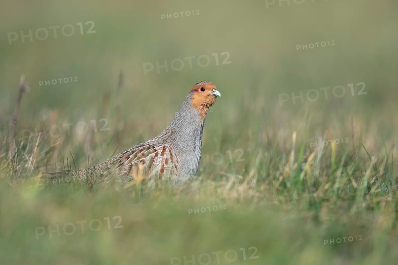 Grey Partridge (Perdix perdix) perched in grass field, North Rhine-Westphalia, Germany