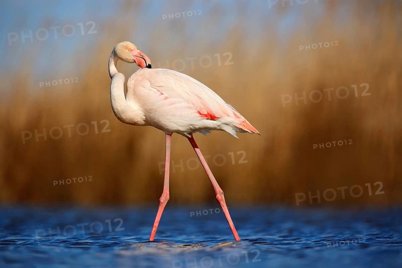 Greater Flamingo, Phoenicopterus ruber, beautiful pink big bird cleaning plumage in dark blue water, with evening sun, reed in the background, animal in the nature habitat, Camargue, France