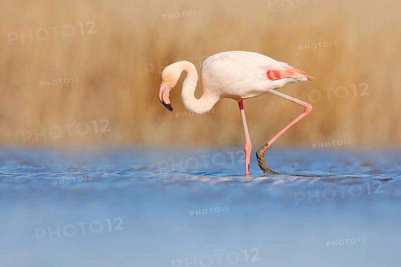 Flamingo walk in water. Wildlife animal scene from nature. Flamingo in nature habitat. Beautiful water bird. Pink big bird Greater Flamingo, Phoenicopterus ruber, in the water, Camargue, France