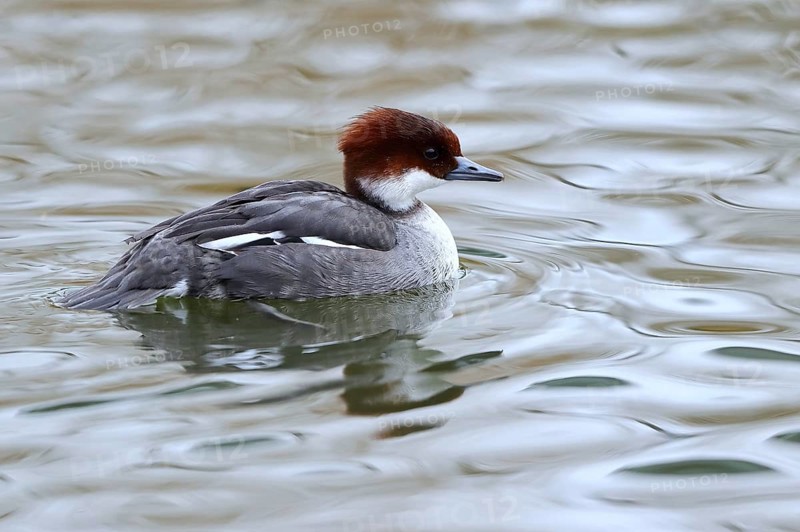 Smew (Mergellus albellus) female, Mecklenburg-Western Pomerania, Germany