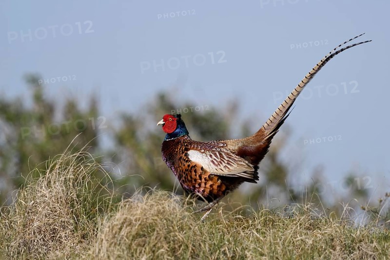 Tanz auf dem Hügelkamm... Jagdfasan *Phasianus colchicus*