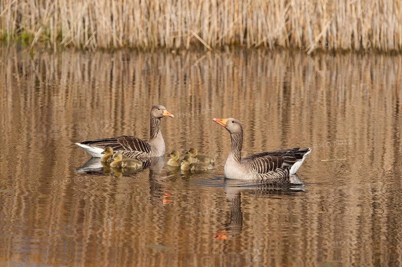 Greylag Goose (Anser anser) pair with chicks, Schleswig-Holstein, Germany