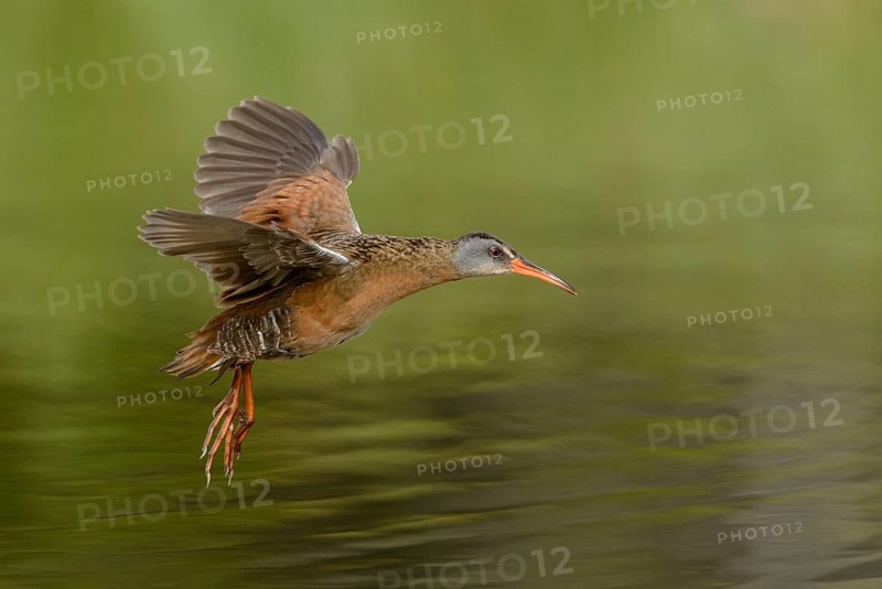 Virginia Rail (Rallus limicola) flying, British Columbia, Canada