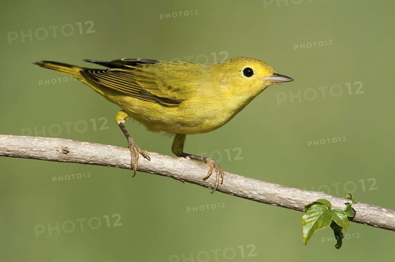 American Yellow Warbler (Setophaga aestiva) female, Texas, USA