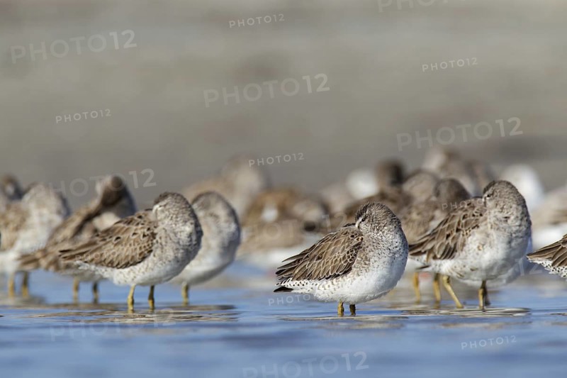 Short-billed Dowitcher (Limnodromus griseus) group roosting, Florida, USA