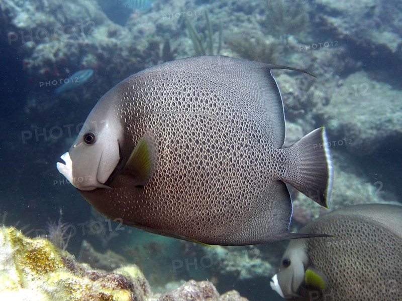 Gray angelfish (Pomacanthus arcuatus) swimming along the coral reef in the clear water. Dive site John Pennekamp Coral Reef State Park, Key Largo, Florida Keys, Florida, USA