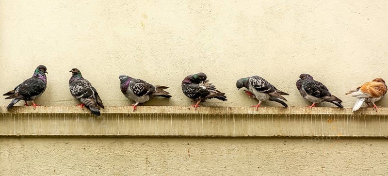 Several pigeons perch along a ledge on a stone facade in Lausanne. They take a break, preening their feathers in the warm sunlight, creating a tranquil urban atmosphere. Switzerland