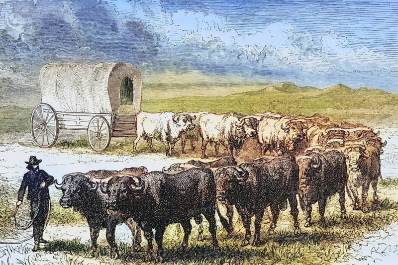 Ox-carts crossing the Great Plains, c. 1830, America, digital reproduction from American Pictures, drawn in pen and pencil, coloured, by Samuel Manning, published c. 1880, Historical