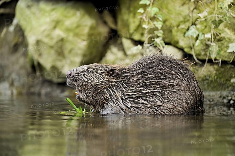 Eurasian beaver, European beaver (Castor fibre), eating grass in the water, Canton Zug, Switzerland