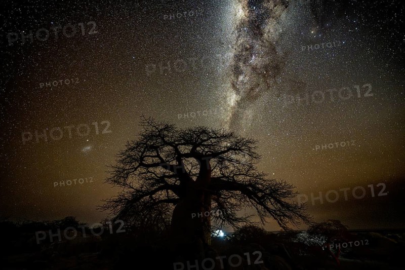 Silhouette of a baobab tree with starry sky and Milky Way, African baobab (Adansonia digitata), night shot, Kubu Island (Lekubu), Sowa Pan, Makgadikgadi Salt Pans, Botswana